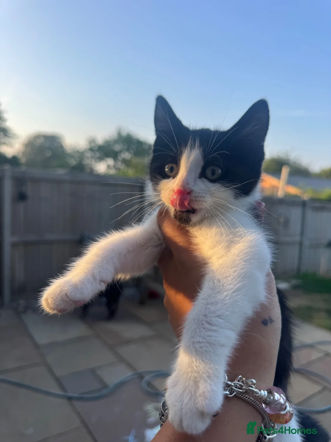 British Shorthair cats for sale: Beautiful kittens  in Tadworth - Advert 2