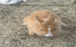 Mixed Breed rabbits for sale: Bunnies and rabbits for sale  - Image 6