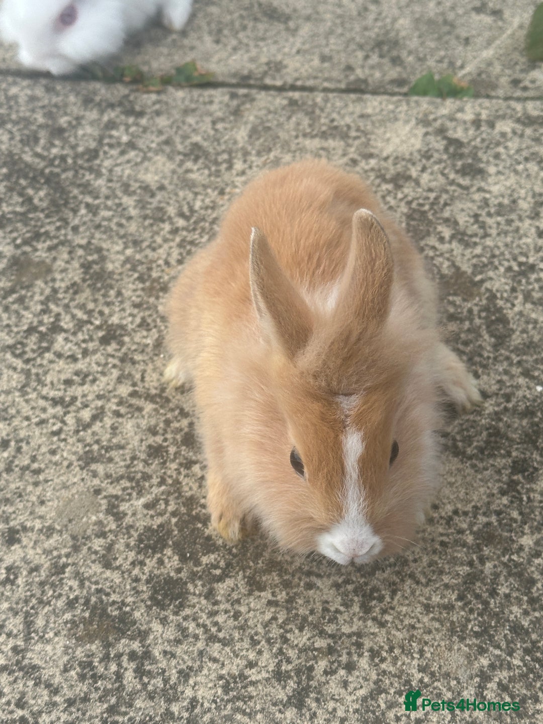 Mixed Breed rabbits for sale: Bunnies and rabbits for sale  - Image 6