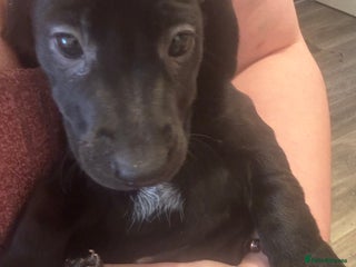 Mixed Breed dogs Last puppy left dashound cross - Advert 6