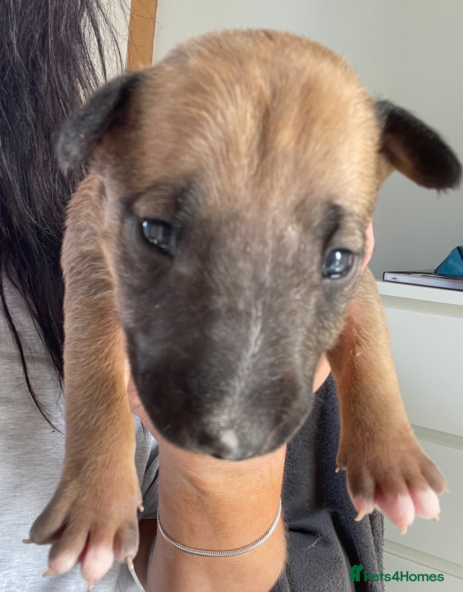 English Bull Terrier dogs for sale: *One Left* KC Reg English Bull Terrier Pups  - Advert 18