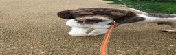 Standard Poodle dogs for sale: 3yr Old Male Standard Poodle - Advert 12