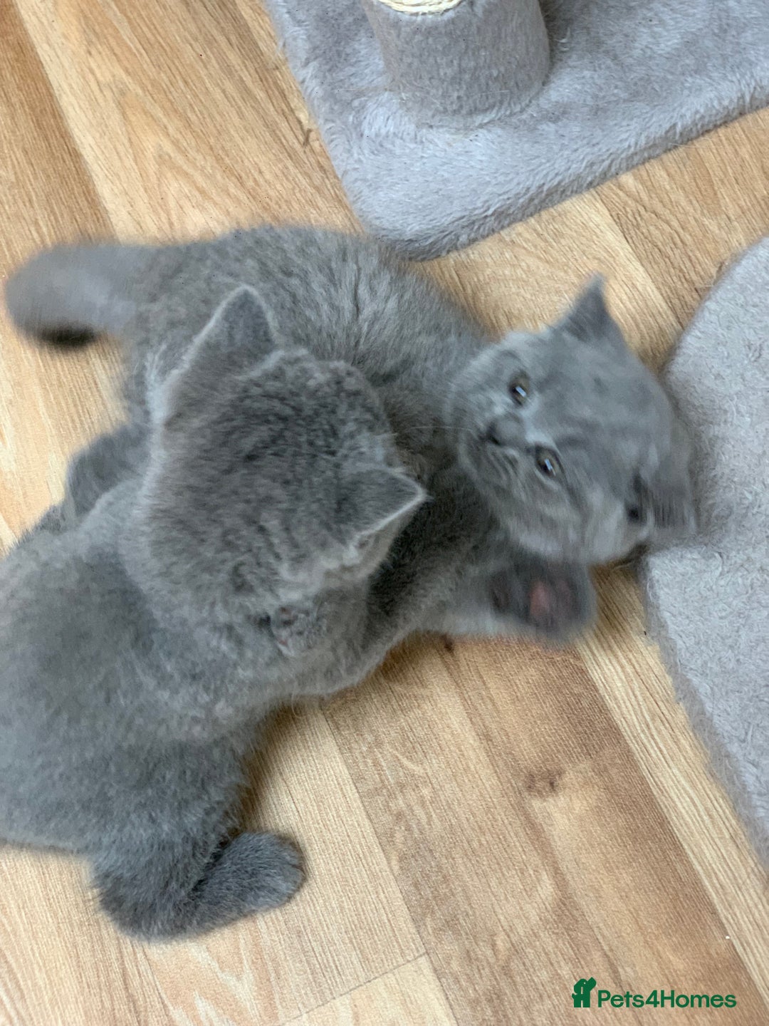 British Shorthair cats for sale: GCCF Pedigree Pure Blue British Shorthair - Advert 12