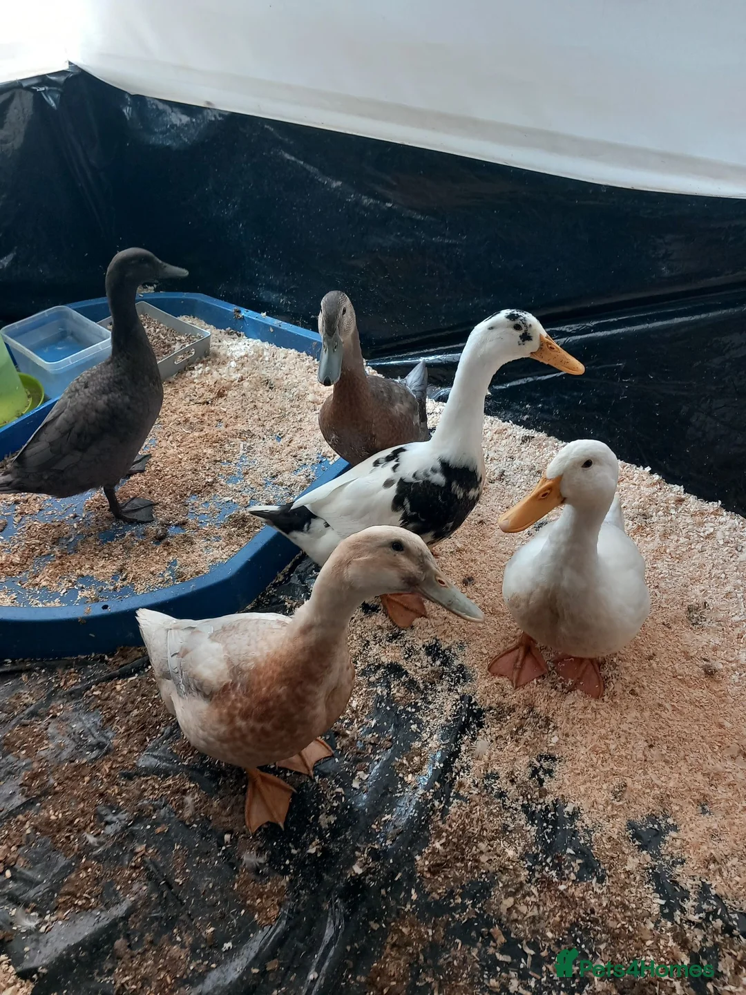 Ducks poultry for sale: Domestic Ducks - Advert 1