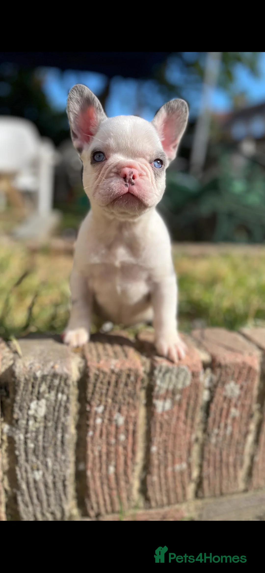 French Bulldog dogs for stud: NEW SHADE CARRYING PINK AND FLUFFY For Stud  in Margate - Advert 10