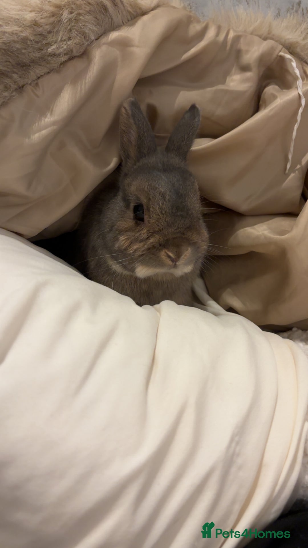 Mixed Breed rabbits for sale: Bunny for sale - Advert 1