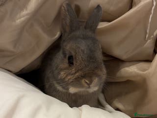Mixed Breed rabbits Bunny for sale - Advert 1