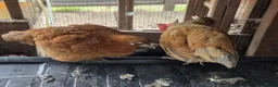 Chickens poultry for sale: Newborn chicks for sale in London  in Northolt - Advert 6