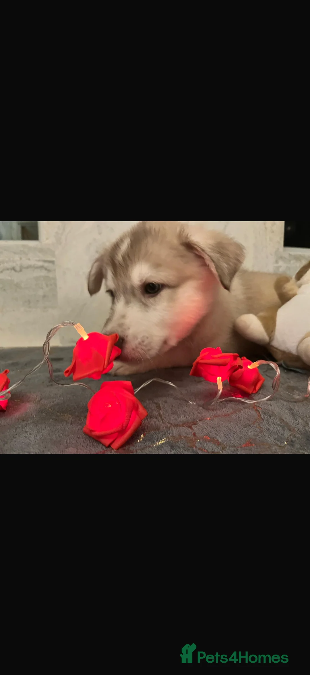 Shepsky dogs for sale: Northern innuit puppies - Advert 3