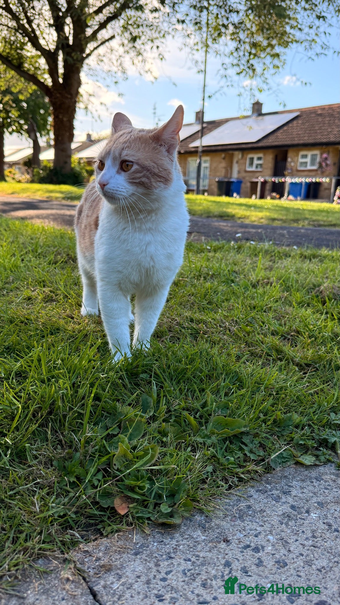 Domestic Shorthair cats 1 year old male - Advert 1