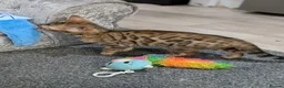 Bengal cats for sale: 🔥✨Pedigree TICA-Registered Bengals - Advert 31