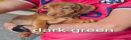 Dachshund dogs for sale: Dachshund  - Advert 13