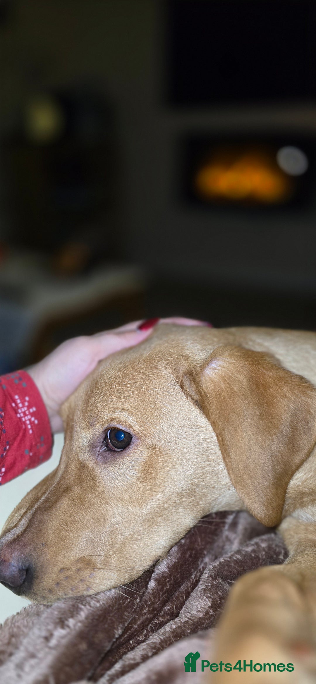 Labrador Retriever dogs for sale:  Wonderful KC registered Fox Red Labrador Puppy - Advert 12