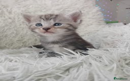 Maine Coon cats for sale: Maine coon x marble bengal unique kittens - Image 6