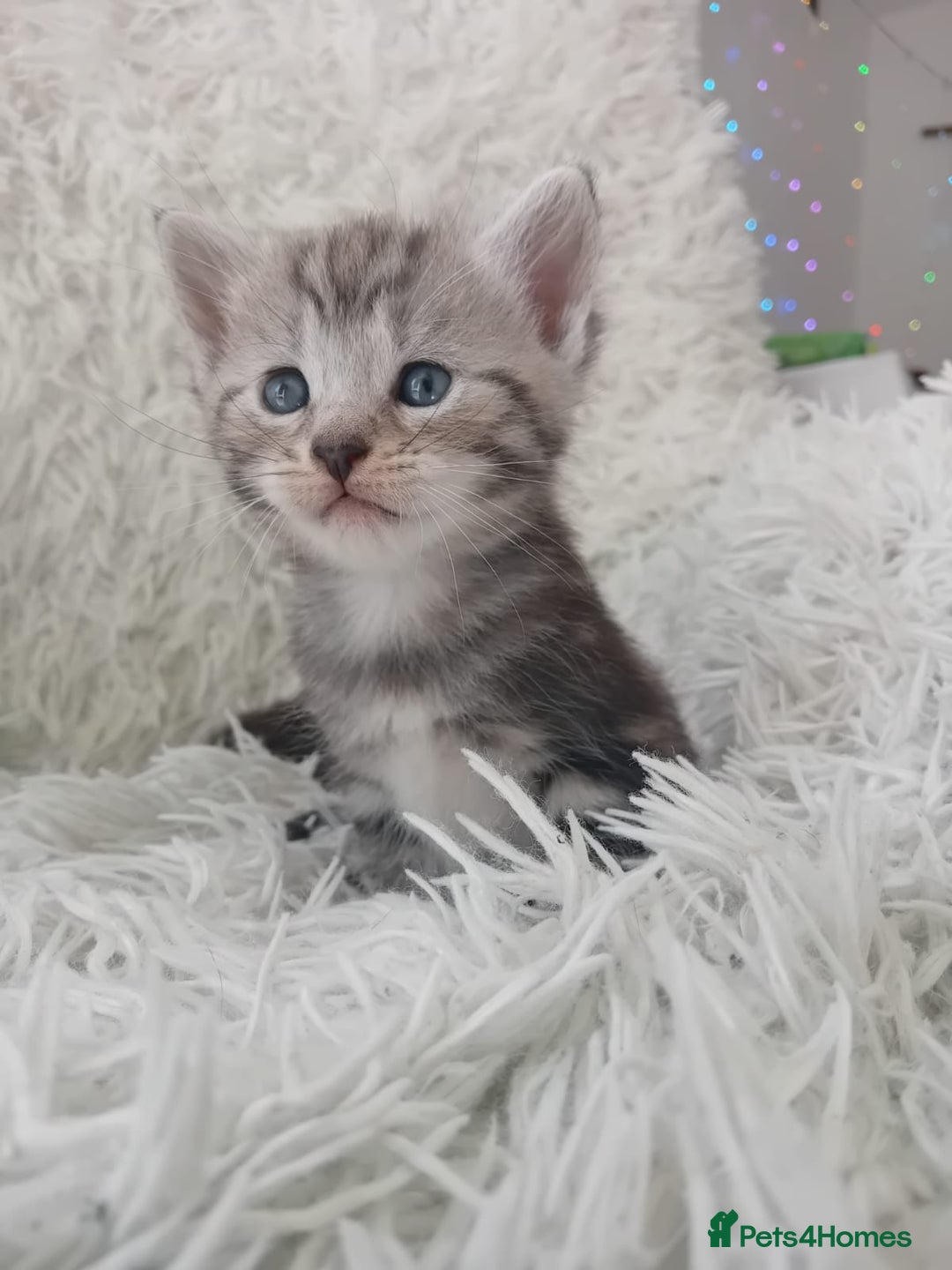 Maine Coon cats for sale: Maine coon x marble bengal unique kittens - Image 6