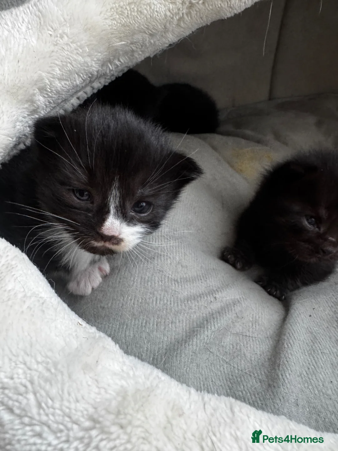 Mixed Breed cats for sale: fluffy kitten for sale - Advert 2