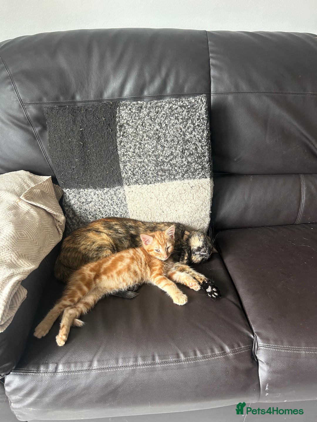 Domestic Shorthair cats for sale: One male kitten left  - Image 2