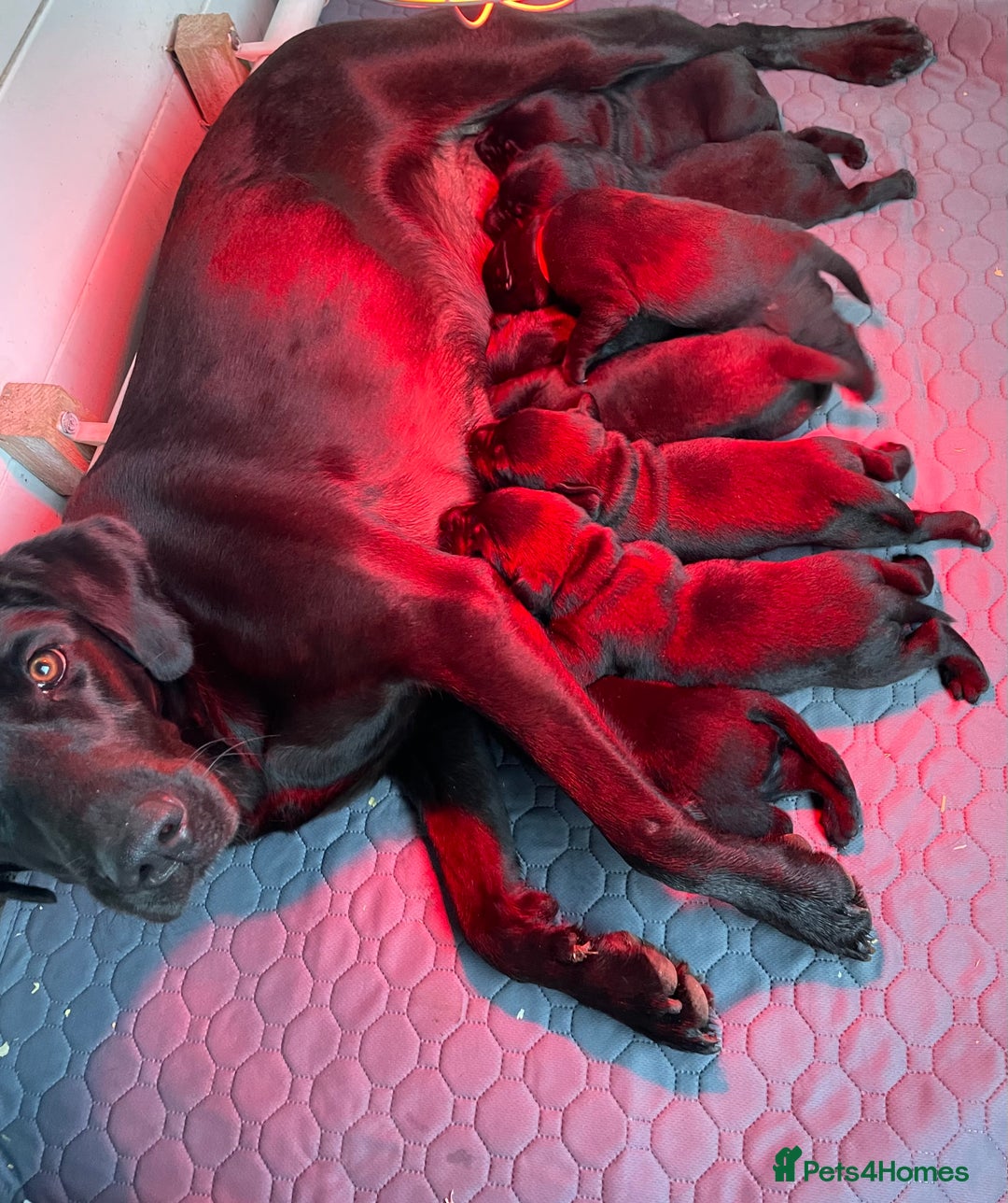 Labrador Retriever dogs for sale: Quality Pups from Fully Health Tested Parents - Advert 1