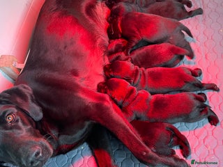 Labrador Retriever dogs Quality Pups from Fully Health Tested Parents - Advert 1