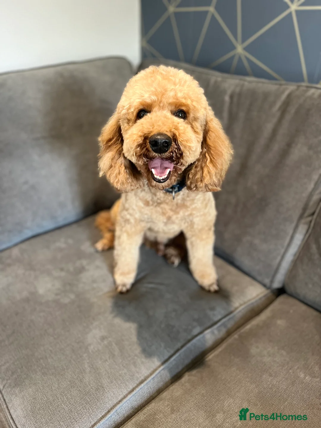 Miniature Poodle dogs for stud: RED MINIATURE POODLE KC EXTENSIVE HEALTH TESTED in Woodbridge - Advert 3