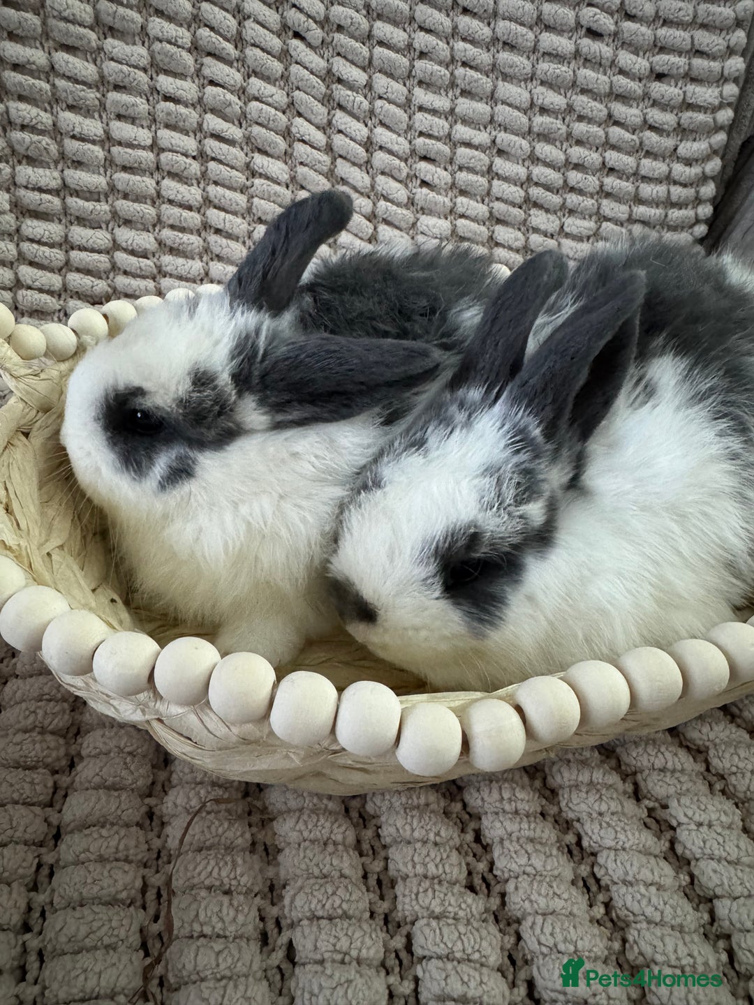 Mini Lop rabbits for sale: ✨ Beautiful Lop x Angora Baby Bunnies  ✨  - Advert 2