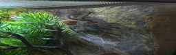 Tarantulas invertebrates for sale: Gbb tarantula  - Advert 4