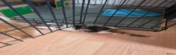 Maine Coon cats for sale: TICA REGISTERED STUNNING KITTENS  - Advert 21