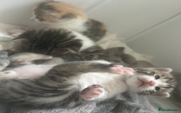 Bengal cats for sale: Bengal Calico kittens  - Image 5