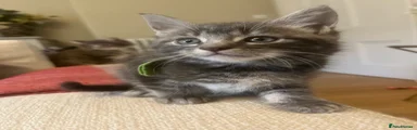 Maine Coon 1