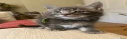 Maine Coon cats for sale: Beautiful fluffy Maine Coon x kittens - Advert 19