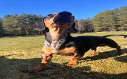 Miniature Dachshund dogs for stud: Mini Dachshund For Stud - Image 5