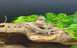 Bearded Dragon reptiles for sale: Citrus Red Hypo Trans Leatherback Bearded Dragons - Image 7