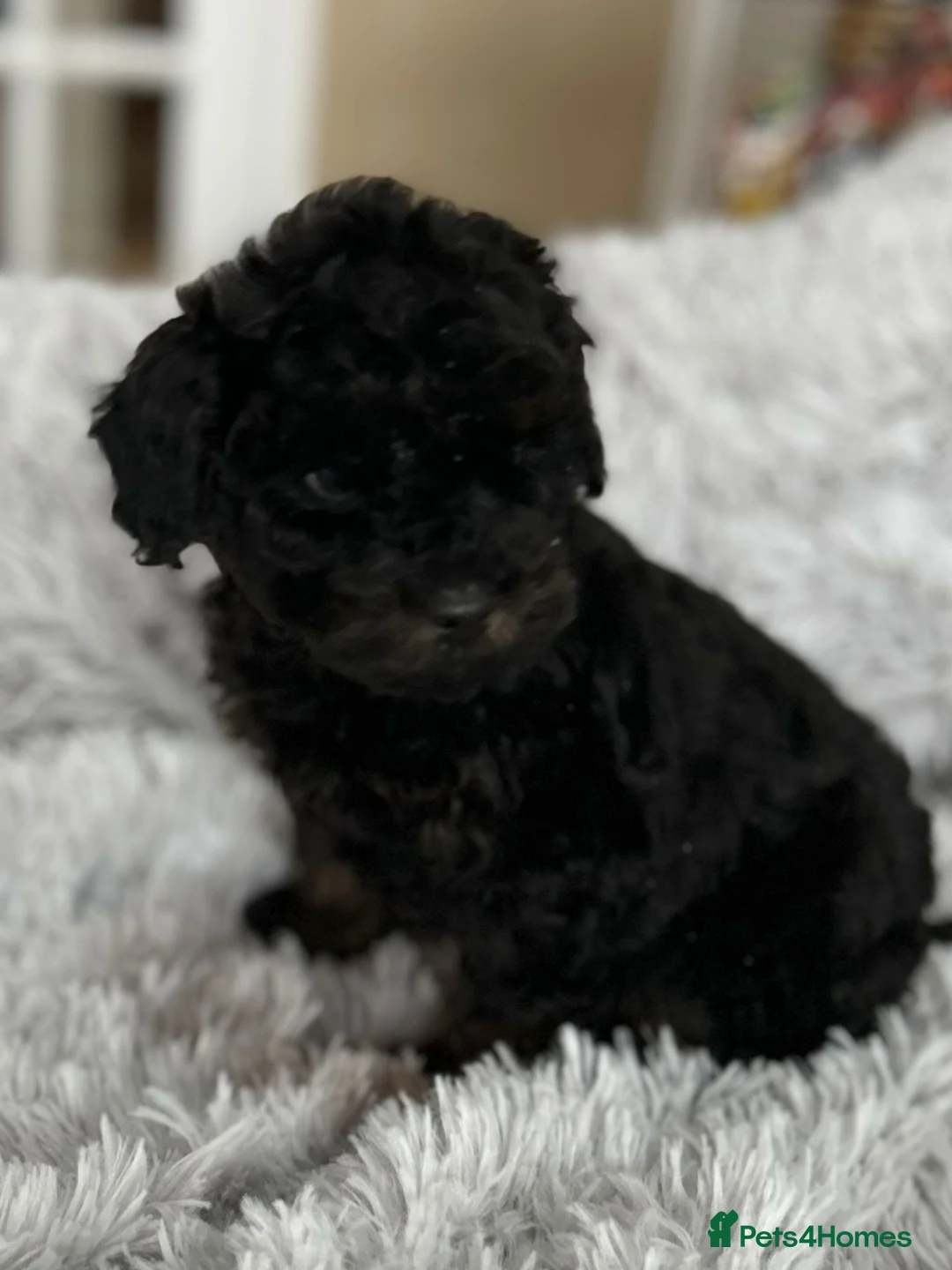 Cockapoo dogs for sale: Cockapoo - Advert 2