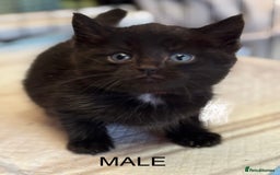Mixed Breed cats for sale: Farm kittens for sale  - Image 4