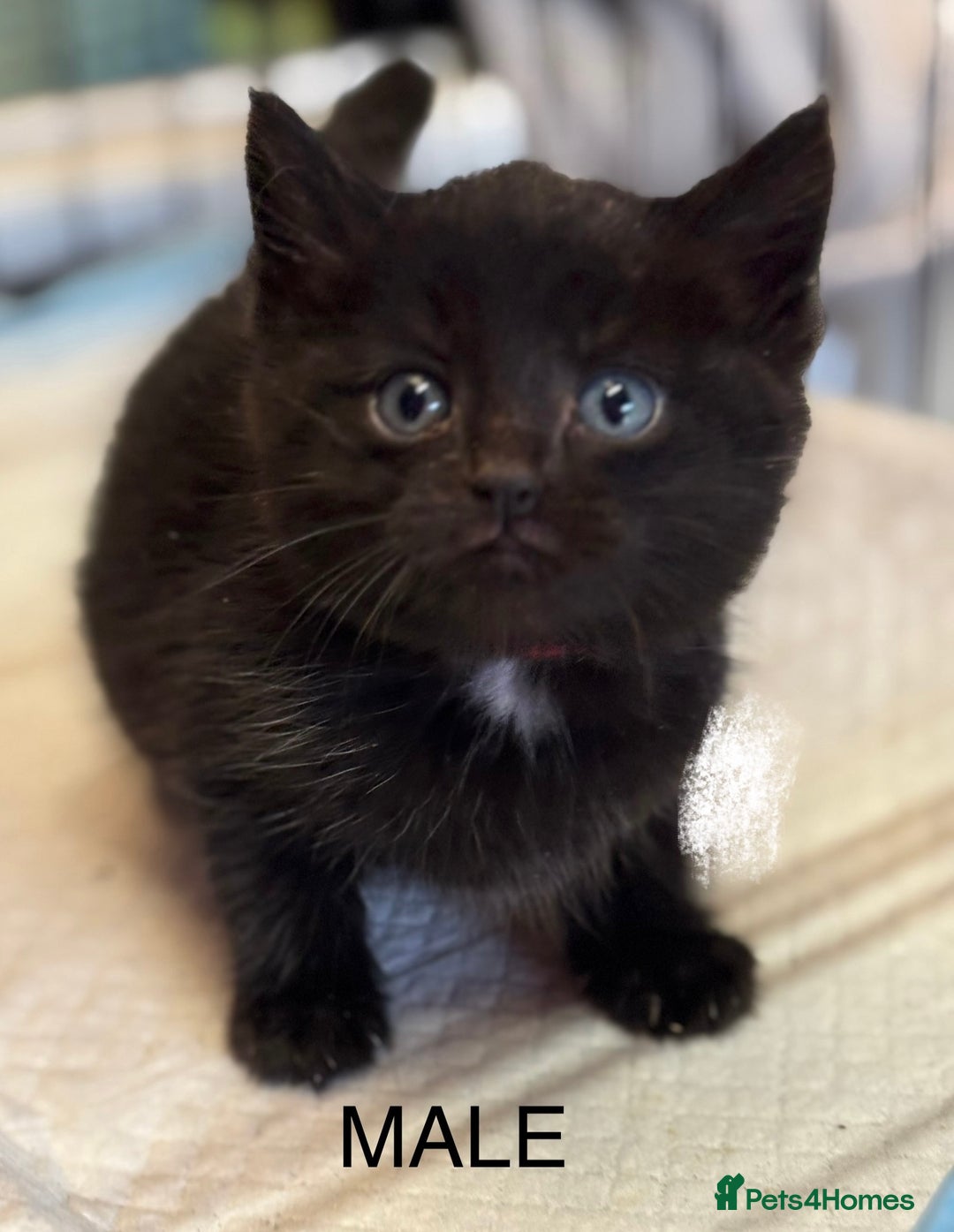 Mixed Breed cats for sale: Farm kittens for sale  - Image 4
