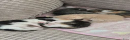 Mixed Breed cats for sale: Beautiful mixed breed kittens must go this week. - Advert 2