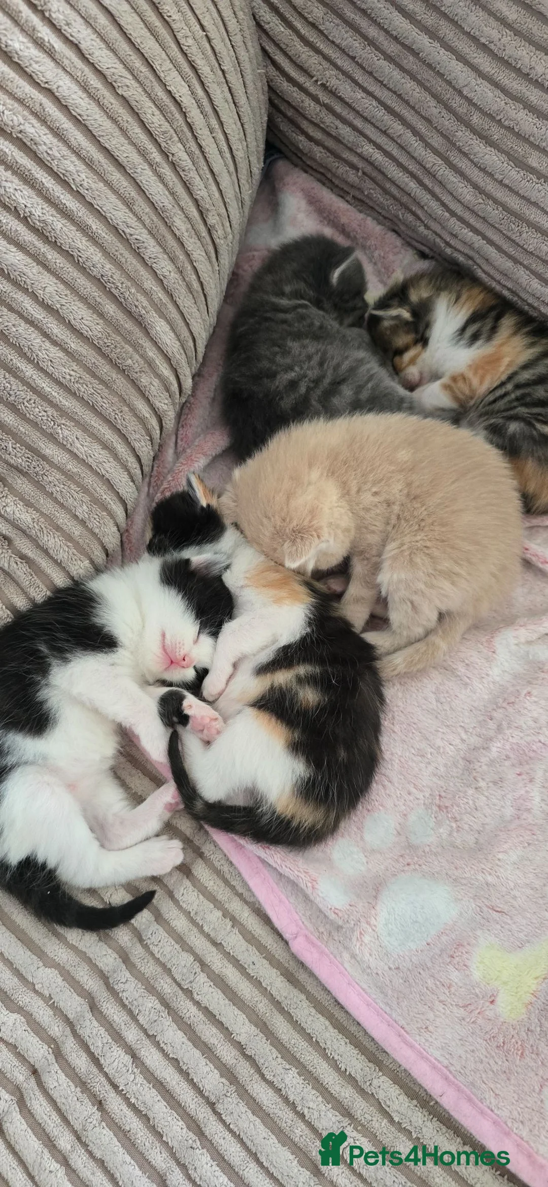 Mixed Breed cats for sale: Beautiful mixed breed kittens must go this week. - Advert 2