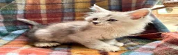 Maine Coon cats for sale: Silver Ticked Polydactyl Maine Coon Male - Advert 5