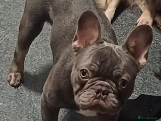 French Bulldog dogs Male frenchie - Advert 4