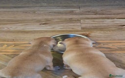 Staffordshire Bull Terrier dogs for sale: Beautiful big puppies  - Image 5