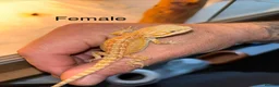 Bearded Dragon reptiles for sale: Super friendly baby bearded dragons - Advert 9