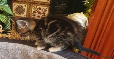 Mixed Breed cats - Advert 10