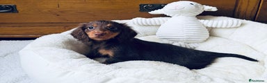 Miniature Dachshund Puppy 4