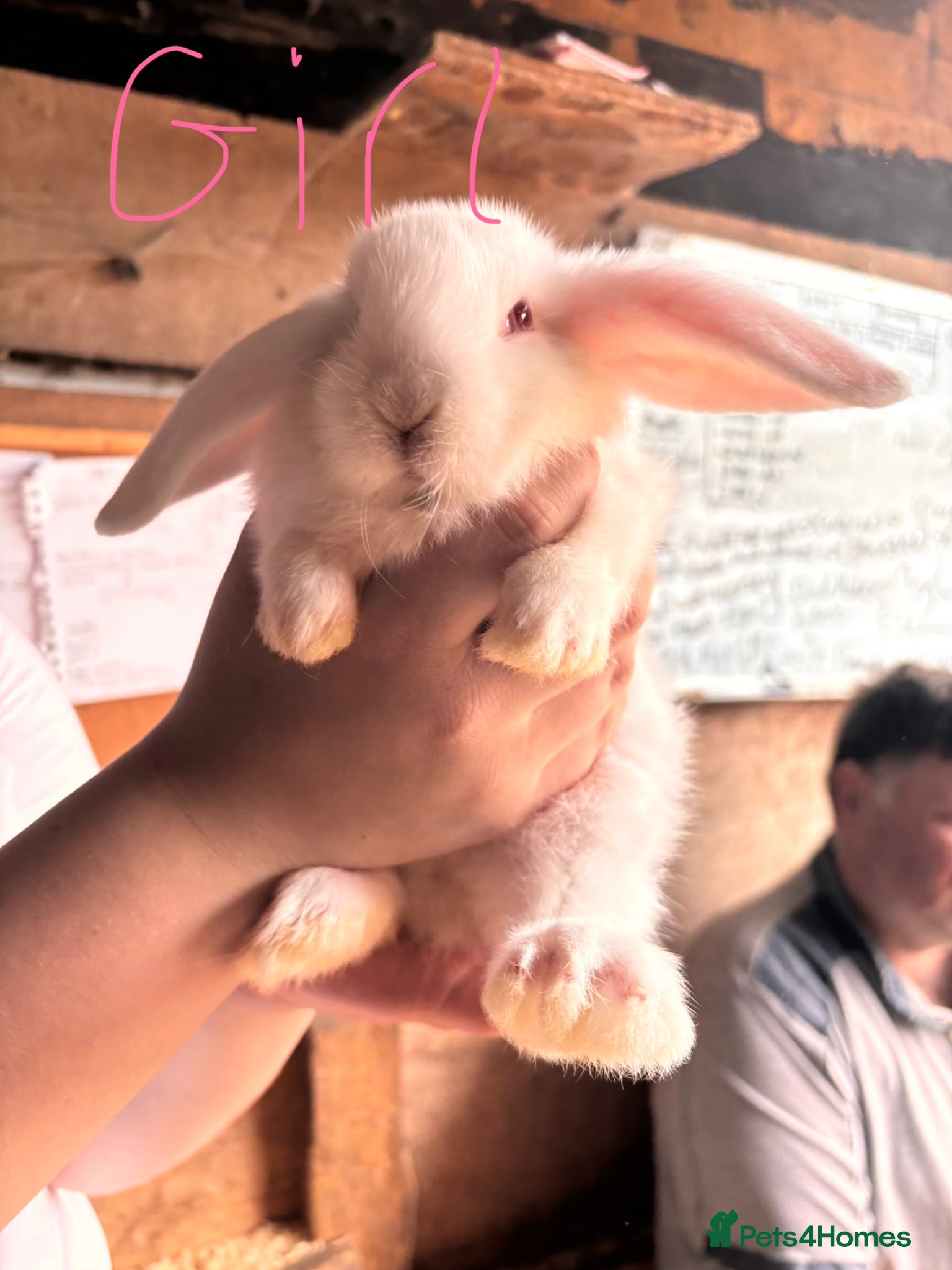 Mini Lop rabbits for sale: 8 beautiful baby’s rabbit  - Advert 17
