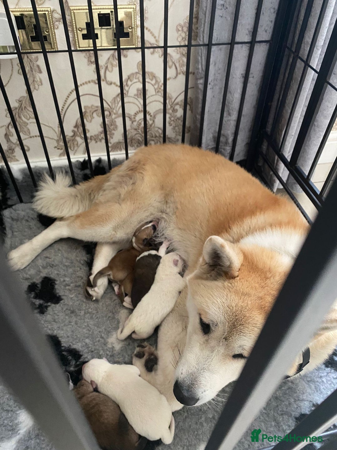 Akita dogs for sale: Akitas  - Image 9