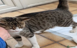 Mixed Breed cats for sale: Dottie  - Image 3