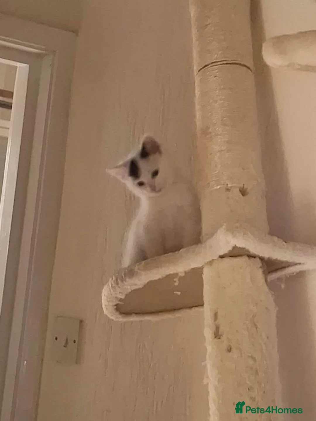 Mixed Breed cats for sale:  Mama looking for a home - Advert 2