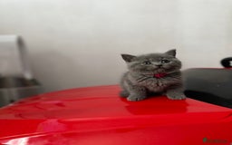 British Shorthair cats for sale: British shorthair 1 Girl - Image 2