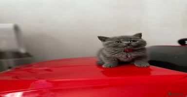 British Shorthair cats - Advert 6