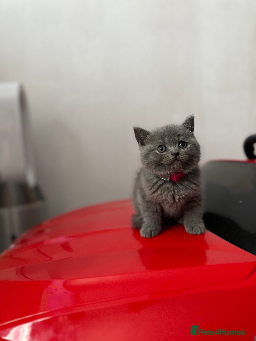 British Shorthair cats for sale: British shorthair 1 Girl - Image 2